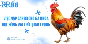 cach nap carbo cho ga 1