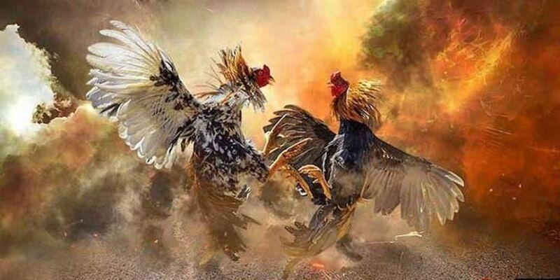 Đá Gà KV999 - Sảnh Chọi Gà Cực Căng Bạn Không Nên Bỏ Lỡ 2 nhung-dac-diem-khien-ke-thu-yen-tam-tham-gia